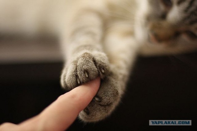 Профессиональный котовторник