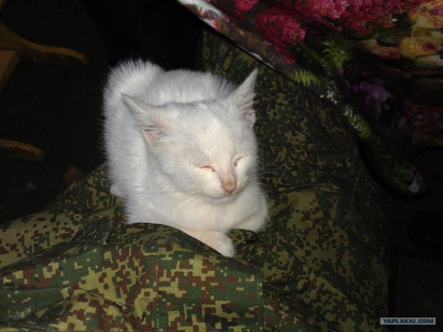Ну и где ваш котовторник?