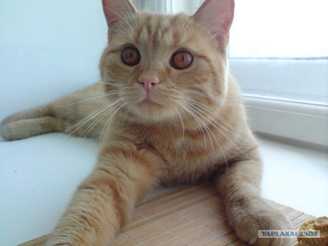 Котовторник (10.01.2012)