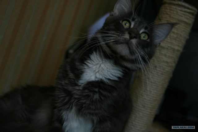 Котовторник! 13.03.2012