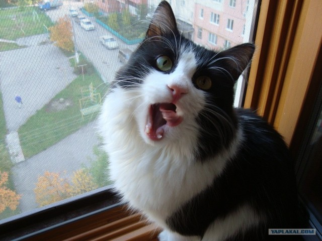 Котовторник 17.04.2012