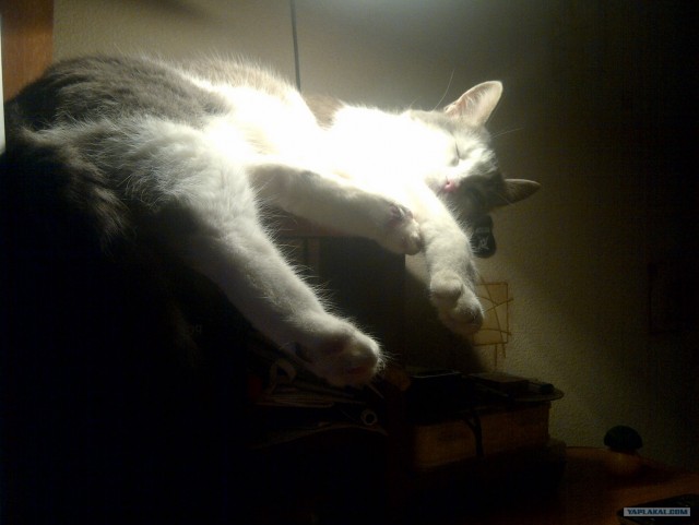 Котовторник 1 мая 2012