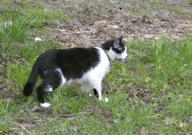 Котовторник 22.05.2012