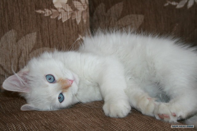 Котовторник на 26.06.12