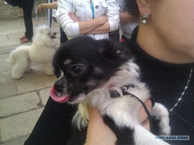 Собакочетверг