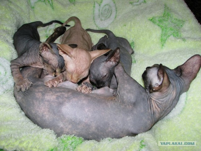 Котовторник  16.10.12