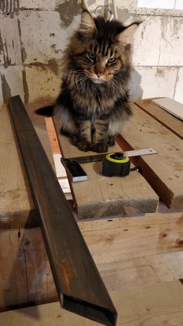 20 снимков с кисточками, доказывающих, что прекраснее мейн-кунов могут быть лишь котята мейн-кунов