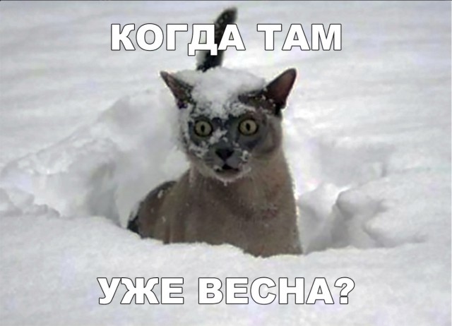 Забавные фото котеек
