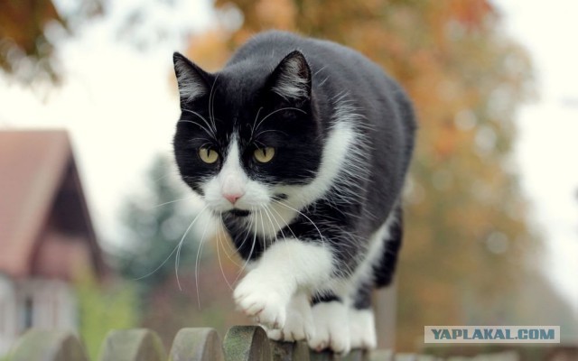 Это моя кошка