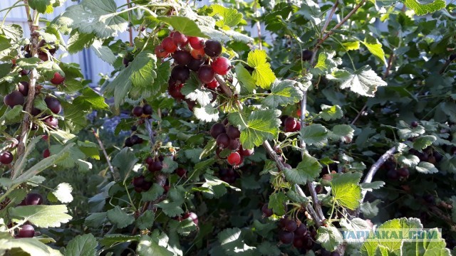 Су-вид. Утиная грудка с апельсином