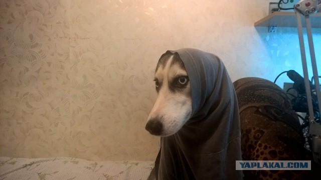 Самая недовольная морда: хаски, который принес своей хозяйке миллионы