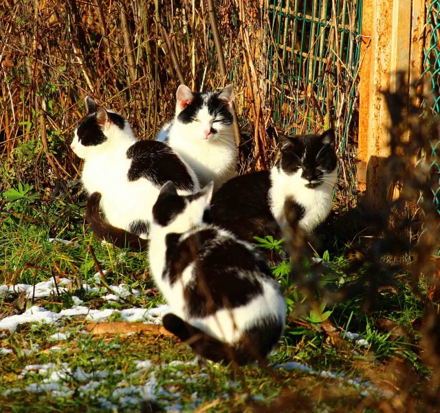 Котовторнику быть!