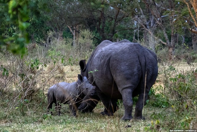 Уганда: самая настоящая Африка с гориллами и носорогами!