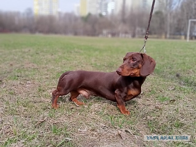Собакены