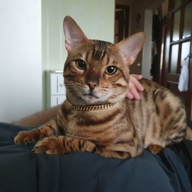 Которник