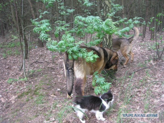 Жизнь домашнего приюта для котеек 344