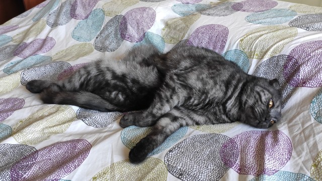 Котовторник же очередной