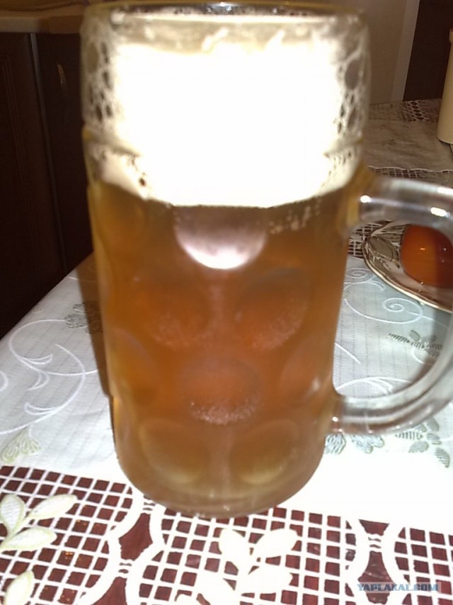 Ноги, хвосты… главное – крылья!, Кура-International–2, куриные крылья