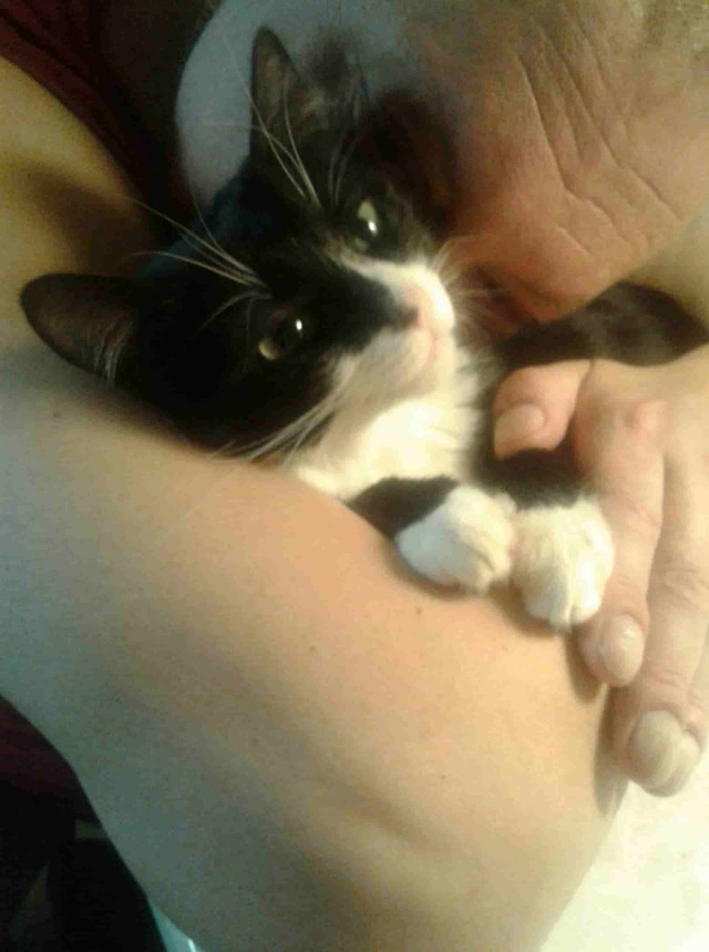 Хоба! Котовторник!