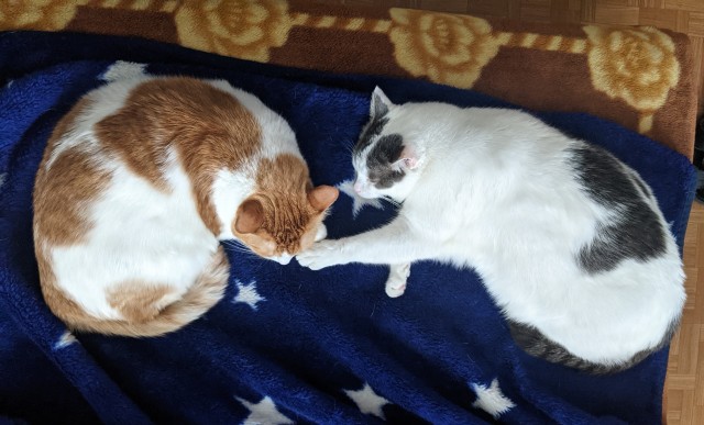 Котовторнику быть