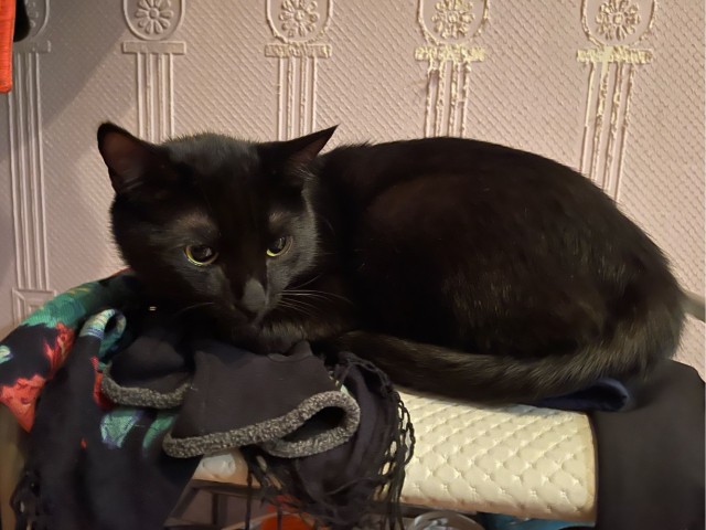 Наш защитник. Котовторнику посвящается