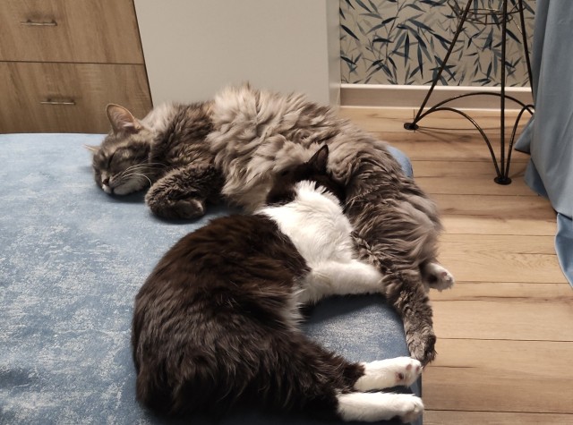 Котовторник 11.01.22