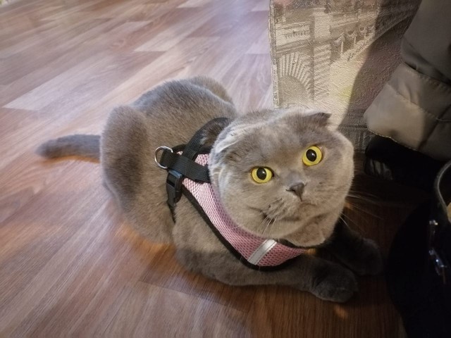 Господа и дамы ЯПа! Котовторник у нас начался! Отойдите от политоты и давайте котиков побольше!