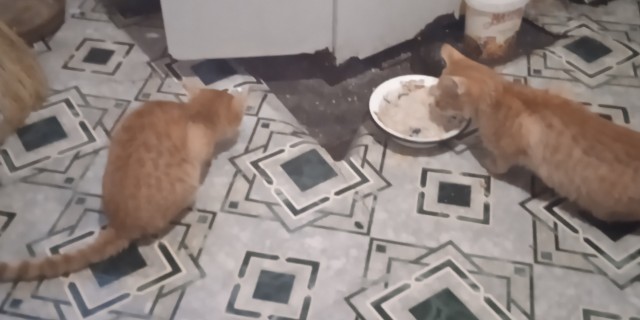 Персик, с днюхой!