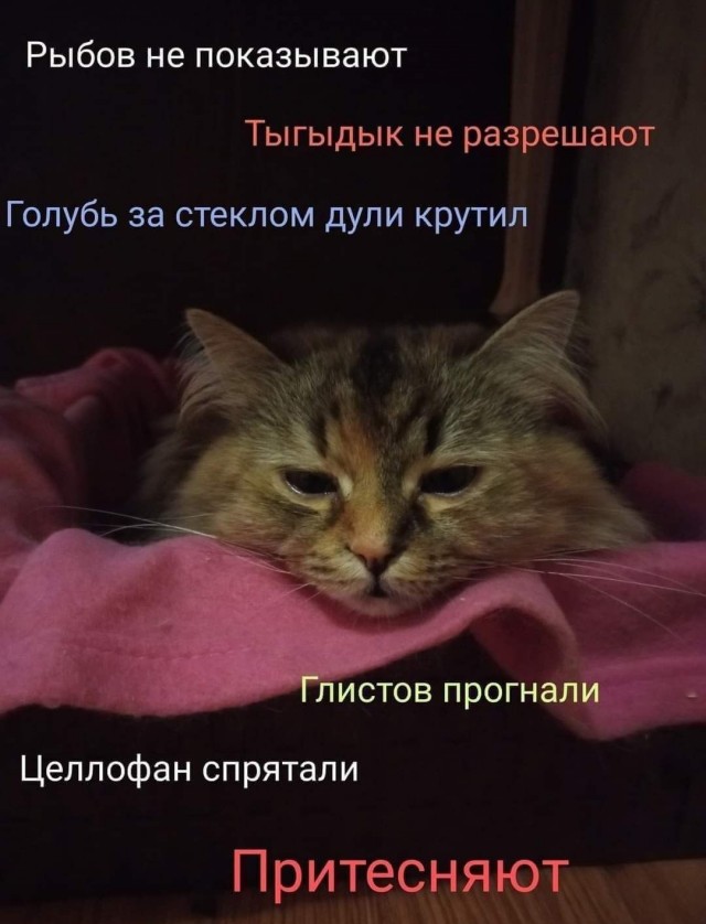 Весёлые картинки 13.04.2022