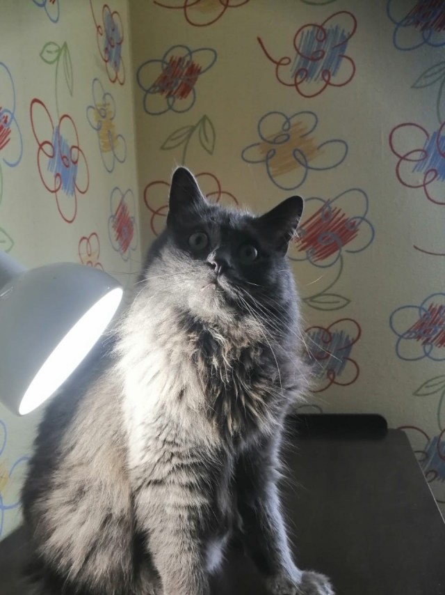 Они для нас - страница в жизни... Котовторник.