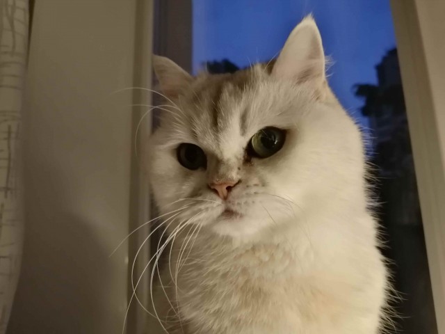 Котовторник. Немного сицилийских котов.