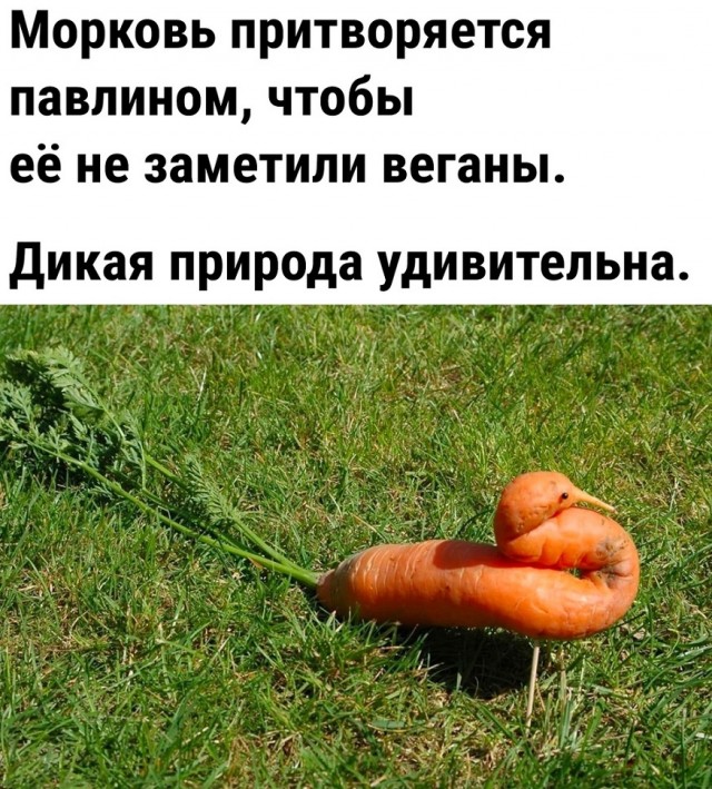 Так себе картинки 07.11.22