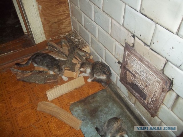 Жизнь домашнего приюта для котеек 424