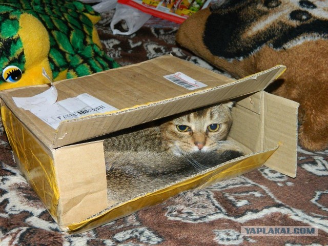 Котовторник  19.03.2013
