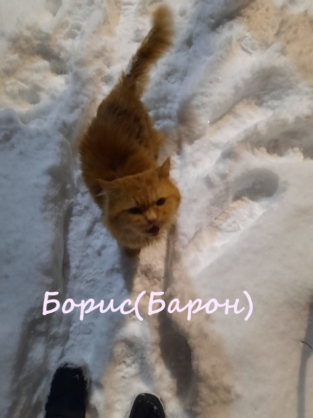 Жизнь домашнего приюта "Котоленд" 367