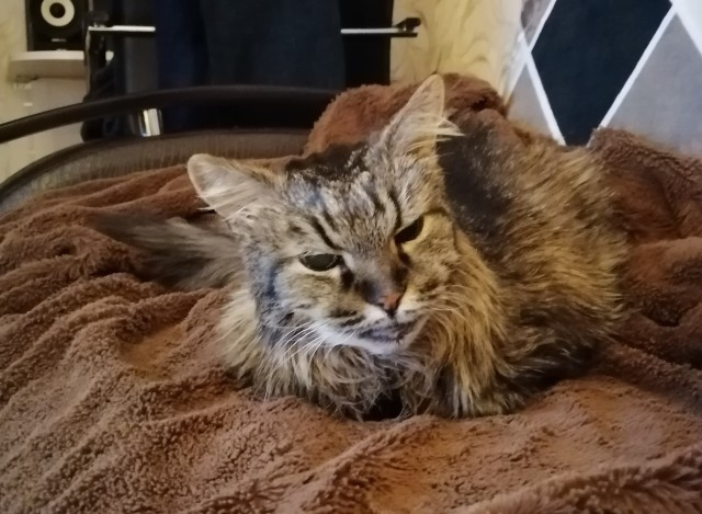 Коты-работяги