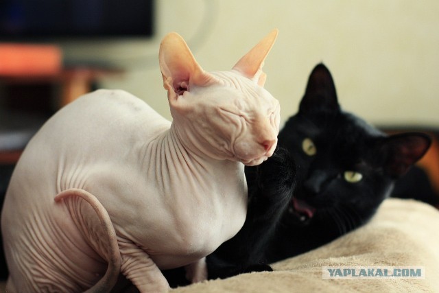 Котовторник 26.03.2013