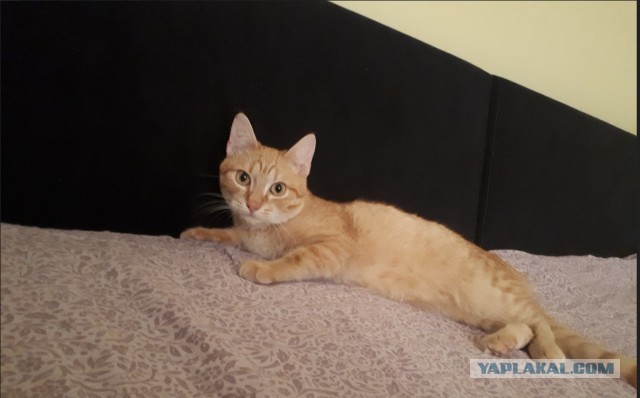 Жизнь домашнего приюта "Котоленд" 378