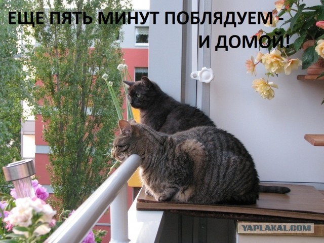 Котовторник 02.04.2013