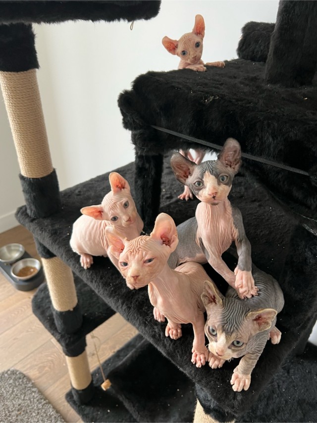 Начинаем котофторник?