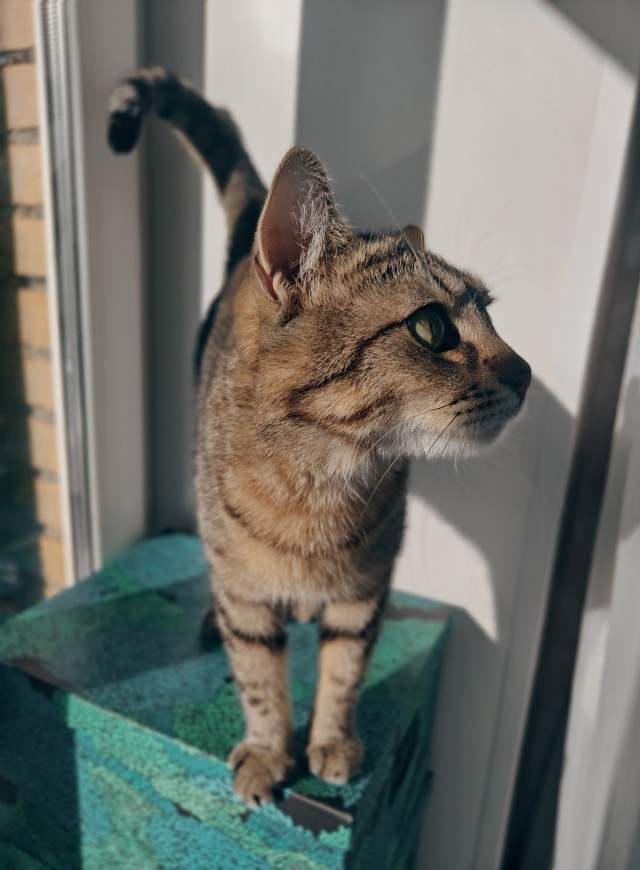 К - Котовторник ☺ Пополнение