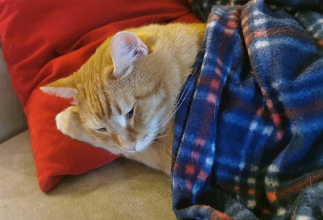 С котовторником ЯПовцы
