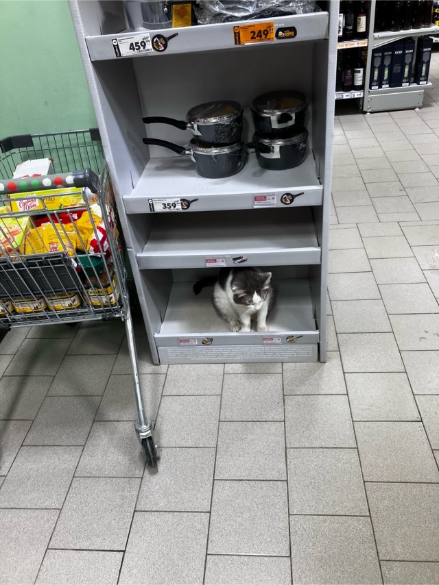 Эталон Яповского кота