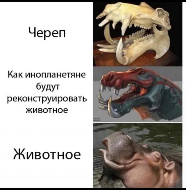 Гиена решила на халяву пообедать, но чуть сама не стала блюдом