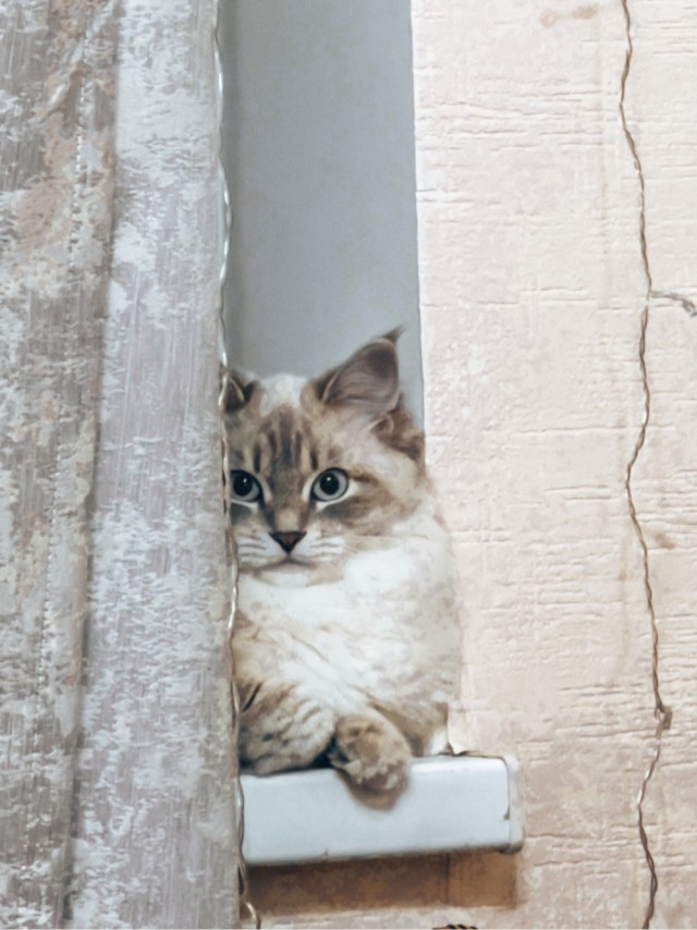 К котовторнику похвастаюсь своей красоткой