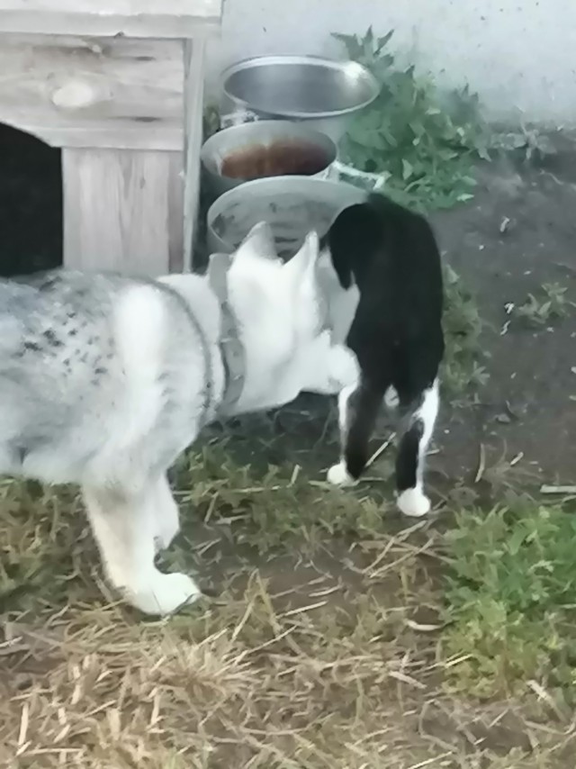 Боевые коты