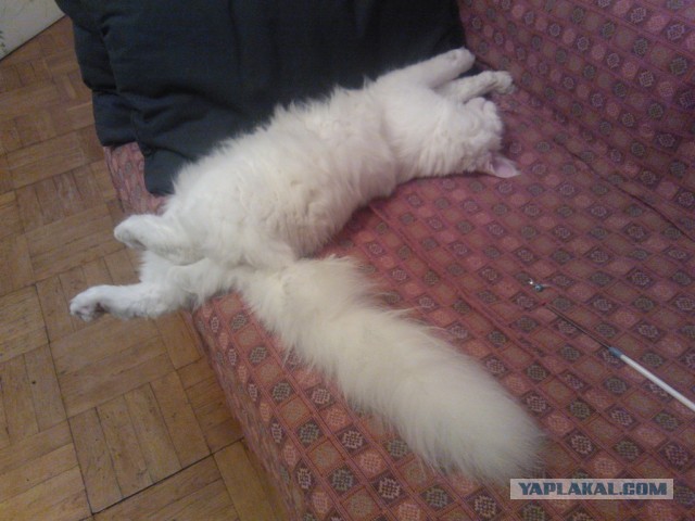 Немного о  Мейн Куне.