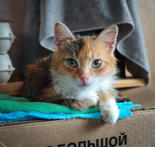 Это что, котовторник?