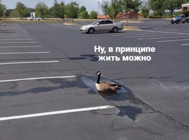 Завалялось тут случайно немного забавных картинок