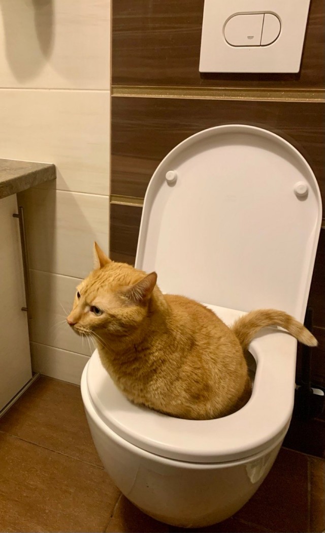 Мурзик, фас!